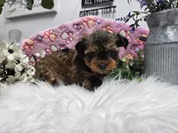 Bingo, a male Yorkshire Terrier for sale in Spencerville, IN – Photo 1 of 5