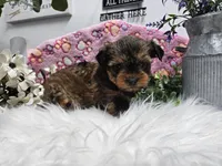 Bingo, a male Yorkshire Terrier for sale in Spencerville, IN – Photo 2 of 5