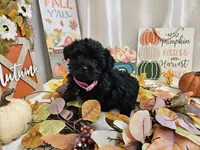 Arianna, a female Yorkipoo for sale in Spencerville, IN – 6 of 7