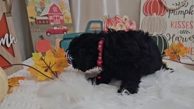 Aden, a male Yorkipoo for sale in Spencerville, IN – 7 of 7