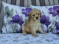 Ranger, a male Cavapoo for sale in Spencerville, IN – 2 of 9
