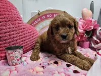 Sophie, a female Cavapoo for sale in Spencerville, IN – Photo 4 of 9