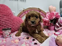 Sophie, a female Cavapoo for sale in Spencerville, IN – Photo 1 of 9