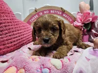Sophie, a female Cavapoo for sale in Spencerville, IN – Photo 2 of 9