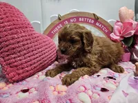 Sophie, a female Cavapoo for sale in Spencerville, IN – Photo 9 of 9