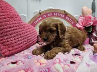 Sophie, a female Cavapoo for sale in Spencerville, IN – Photo 3 of 9