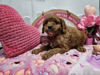 Sophie, a female Cavapoo for sale in Spencerville, IN – Photo 7 of 9