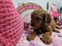 Sophie, a female Cavapoo for sale in Spencerville, IN – Photo 5 of 9