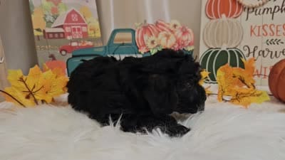 Andy, a male Yorkipoo for sale in Spencerville, IN – 5 of 5