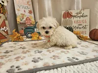 Carson Wayne, a male Maltipoo for sale in Spencerville, IN – 2 of 10
