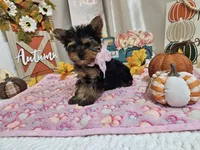 Molly, a female Yorkshire Terrier for sale in Spencerville, IN – 5 of 10