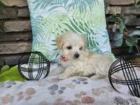 Mario, a male Maltipoo for sale in Spencerville, IN – 4 of 8