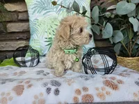 Milo, a male Maltipoo for sale in Spencerville, IN – 5 of 10