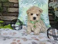 Milo, a male Maltipoo for sale in Spencerville, IN – 7 of 10
