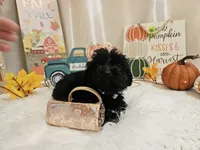 Ava, a female Yorkipoo for sale in Spencerville, IN – 3 of 7