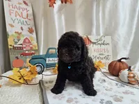 Arnold, a male Poodle - Miniature  for sale in Spencerville, IN – 8 of 9
