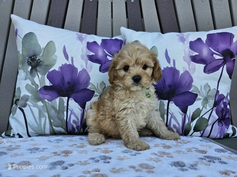 Ranger – Cavapoo puppy for sale in Spencerville, IN