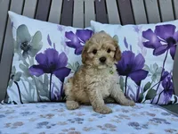 Ranger, a male Cavapoo for sale in Spencerville, IN – 1 of 9