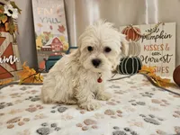 Carlo Lynne, a male Maltipoo for sale in Spencerville, IN – 7 of 10
