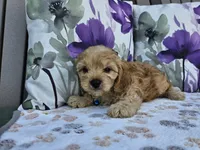 Rex, a male Cavapoo for sale in Spencerville, IN – 4 of 7