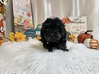 Andy, a male Yorkipoo for sale in Spencerville, IN – 2 of 5