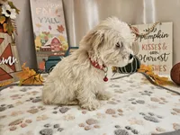 Carlo Lynne, a male Maltipoo for sale in Spencerville, IN – 5 of 10