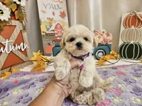 Lucy, a female Maltipoo for sale in Spencerville, IN – 2 of 9