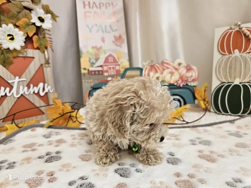 Charlie Ray – Maltipoo puppy for sale in Spencerville, IN