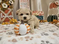 Landon, a male Maltipoo for sale in Spencerville, IN – 2 of 9