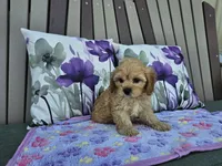 Rosebud, a female Cavapoo for sale in Spencerville, IN – 2 of 6