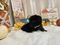 Anise, a female Yorkipoo for sale in Spencerville, IN – 2 of 5
