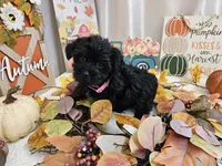 Arianna, a female Yorkipoo for sale in Spencerville, IN – 2 of 7