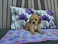 Rosebud, a female Cavapoo for sale in Spencerville, IN – 3 of 6