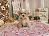 Cupcake Sue, a female Maltipoo for sale in Spencerville, IN – 3 of 9