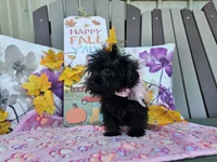 Anise, a female Yorkipoo for sale in Spencerville, IN – 3 of 9