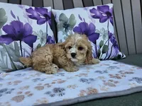 Ruger, a male Cavapoo for sale in Spencerville, IN – 4 of 6