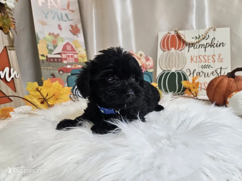 Ace – Yorkipoo puppy for sale in Spencerville, IN