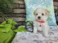 Mario, a male Maltipoo for sale in Spencerville, IN – 6 of 8