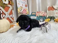 Anna, a female Yorkipoo for sale in Spencerville, IN – 6 of 7
