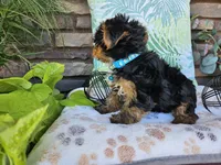 Striker, a male Yorkshire Terrier for sale in Spencerville, IN – 2 of 7