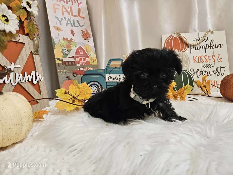 Anise – Yorkipoo puppy for sale in Spencerville, IN