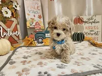 Cody Jay, a male Maltipoo for sale in Spencerville, IN – 5 of 10