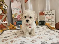 Carlo Lynne, a male Maltipoo for sale in Spencerville, IN – 1 of 10