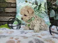 Milo, a male Maltipoo for sale in Spencerville, IN – 2 of 10