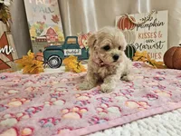 Lisa, a female Maltipoo for sale in Spencerville, IN – 5 of 10
