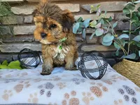 Simba, a male Yorkshire Terrier for sale in Spencerville, IN – 1 of 6
