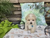 Micah, a male Maltipoo for sale in Spencerville, IN – 6 of 7