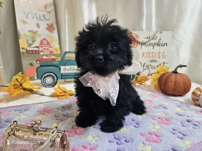Ava – Yorkipoo puppy for sale in Spencerville, IN