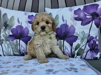Ranger, a male Cavapoo for sale in Spencerville, IN – 3 of 9