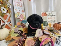 Arianna, a female Yorkipoo for sale in Spencerville, IN – 3 of 7